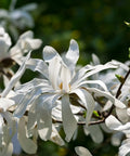 Royal Star Magnolia