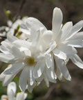 Royal Star Magnolia