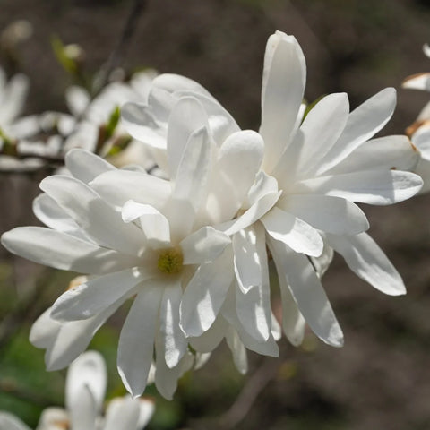 Royal Star Magnolia