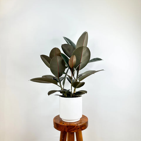 Rubber Plant