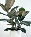 Rubber Plant