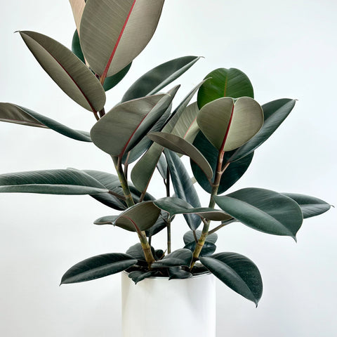 Rubber Plant