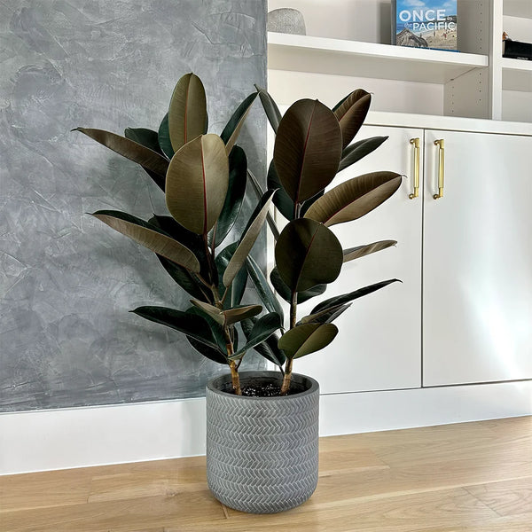 Rubber Plant | Premium Houseplants Delivered  Simply Trees