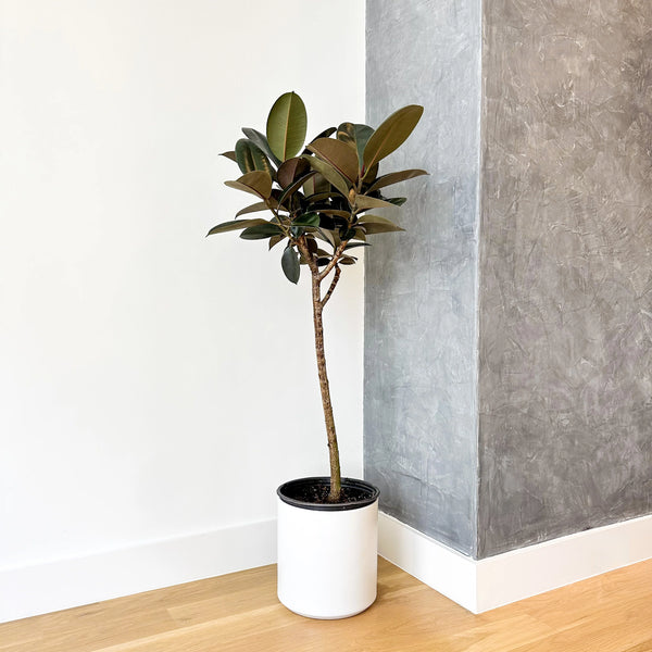 rubber tree flooring and design Rubber Tree