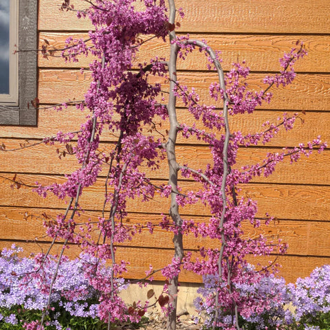 Ruby Falls Redbud Tree