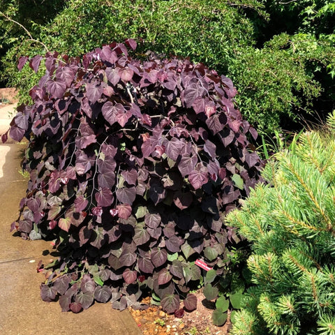 Ruby Falls Redbud Tree