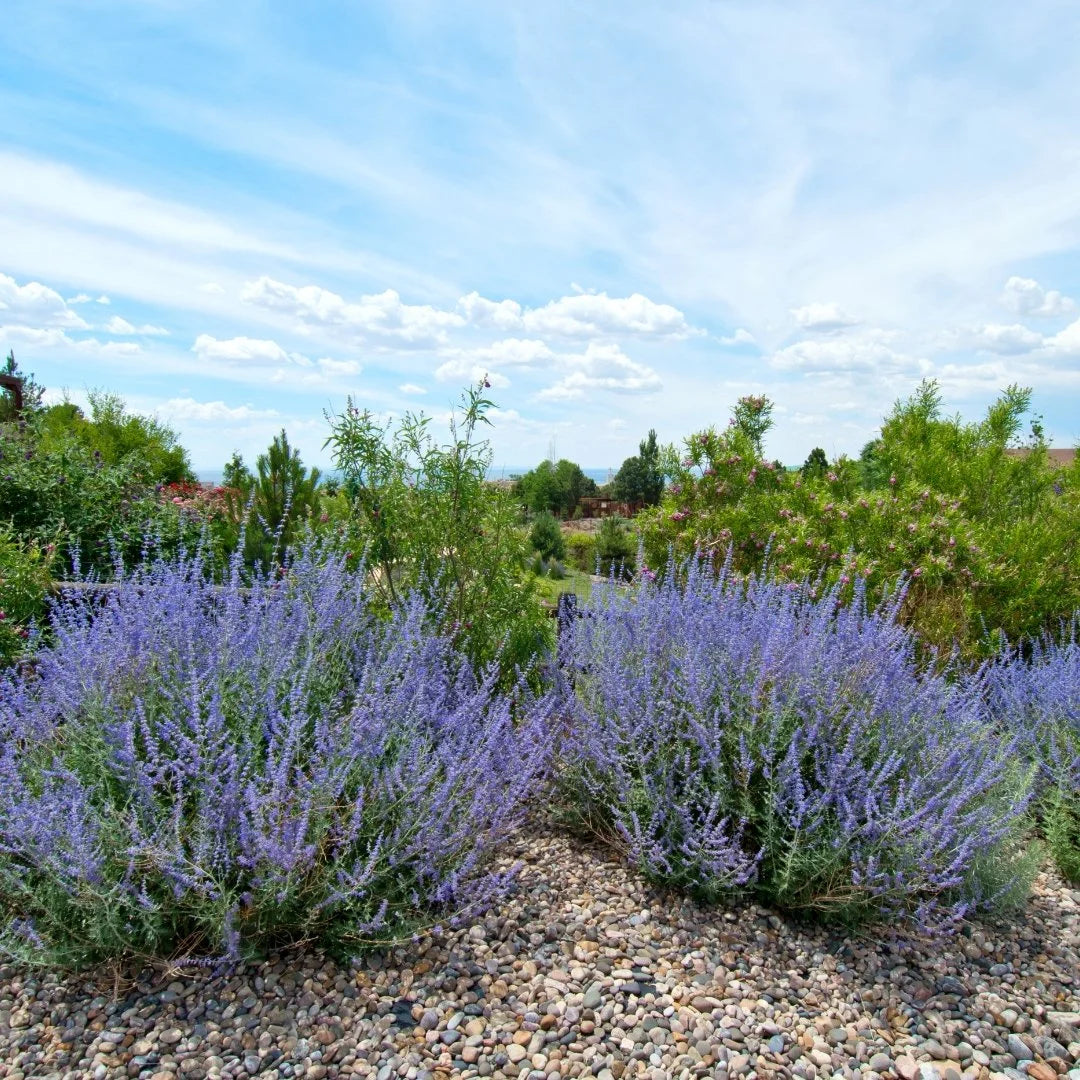 Russian Sage | Popular Drought Tolerant Plant – Simply Trees