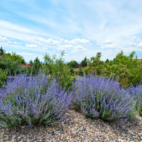 Russian Sage