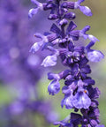 Russian Sage