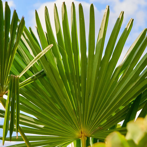 Dwarf Palmetto Palm Sabal Minor