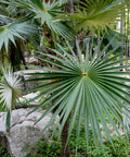 Dwarf Palmetto Palm Sabal Minor