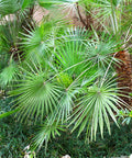 Dwarf Palmetto Palm Sabal Minor