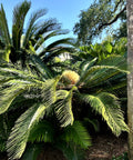 Sago Palm