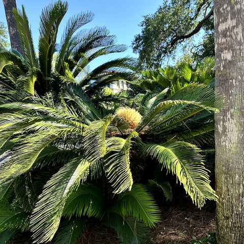 Sago Palm