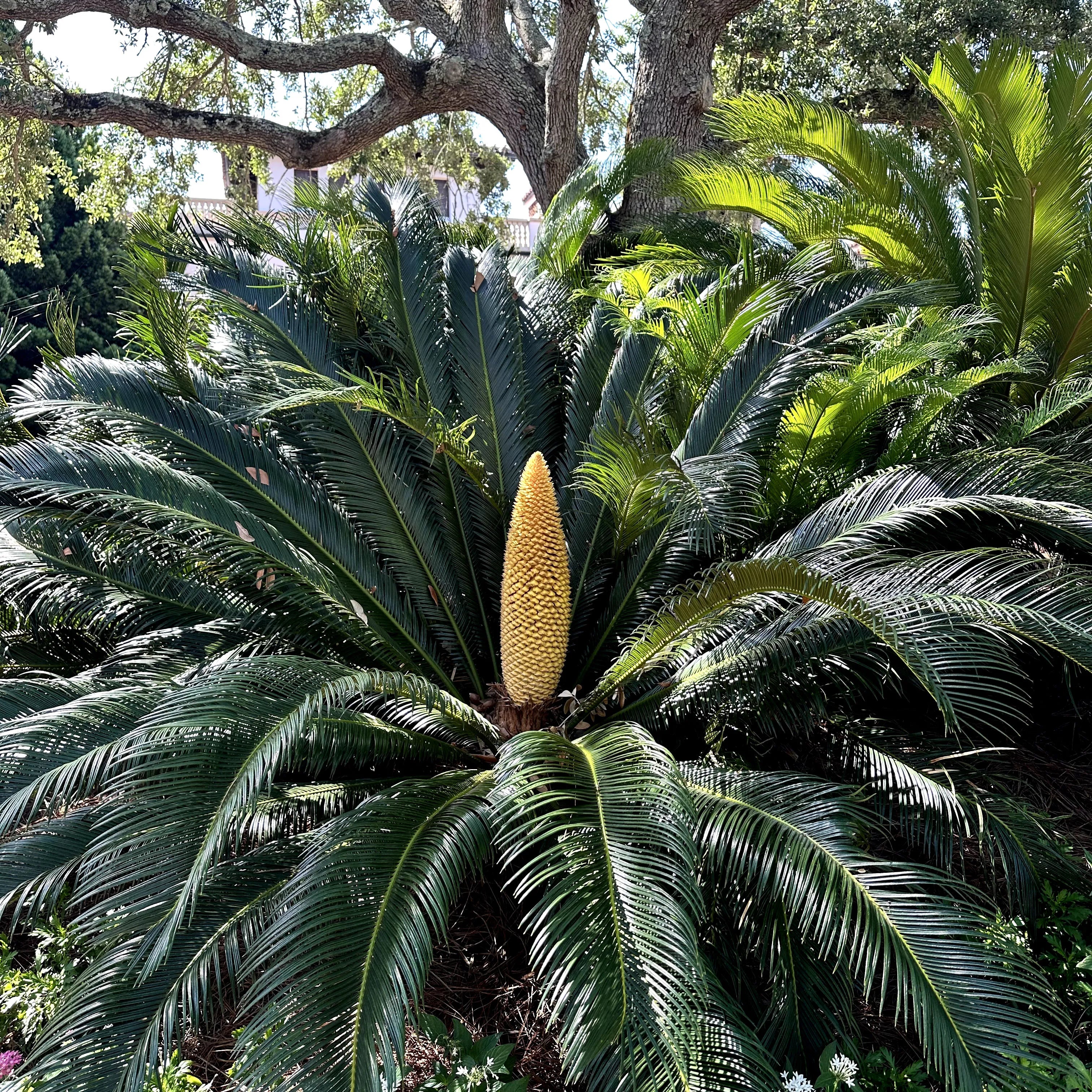 Simply Trees Sago Palm Tree - Thumbnail 4
