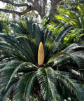 Sago Palm