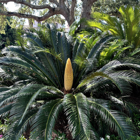 Sago Palm