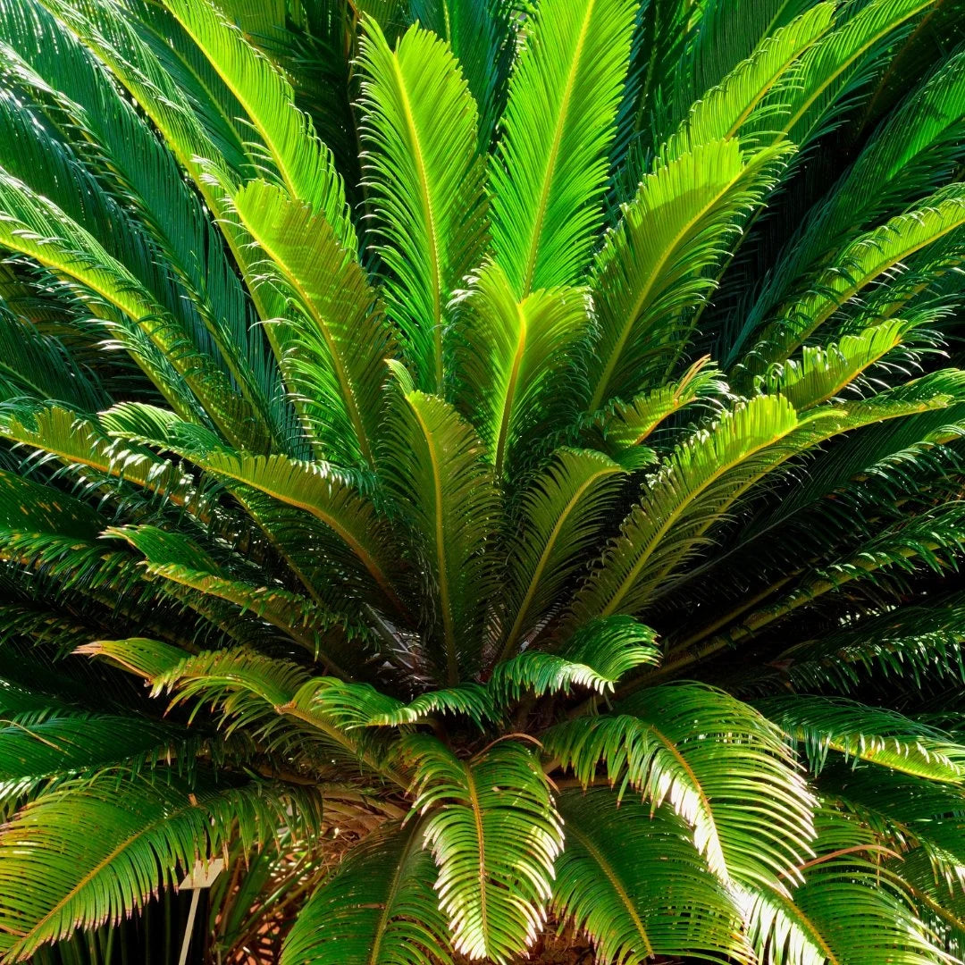 Simply Trees Sago Palm Tree