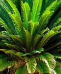 Sago Palm Tree