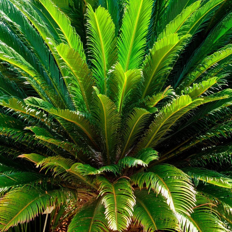 Sago Palm Tree