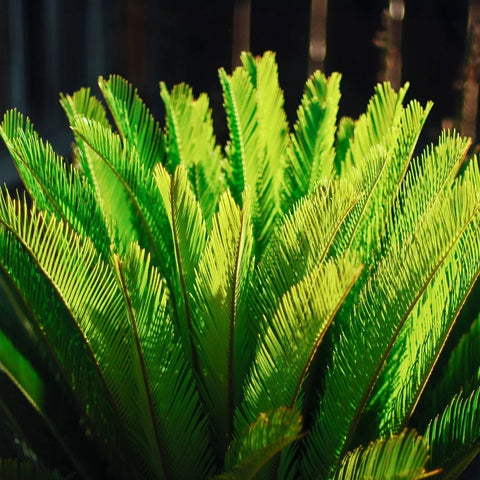 Sago Palm Tree