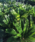 Sago Palm Tree