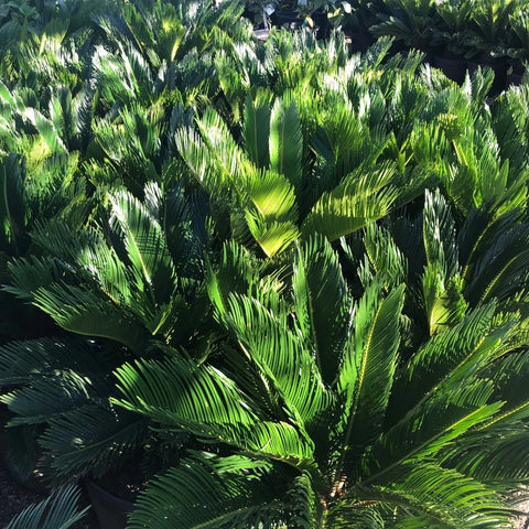 Sago Palm Tree