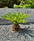 Sago Palm Tree