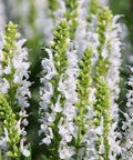 Salute White Meadow Sage