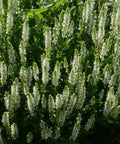 Salute White Meadow Sage
