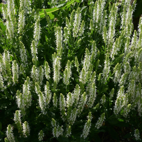 Salute White Meadow Sage