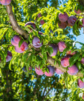 Santa Rosa Plum Tree | Popular Fruiting Trees Delivered – Simply Trees