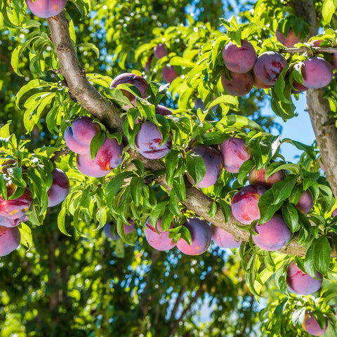 Santa Rosa Plum Tree