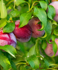 Santa Rosa Plum Tree