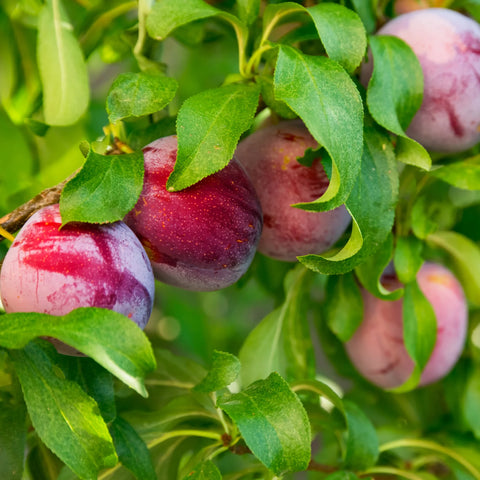 Santa Rosa Plum Tree