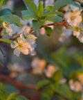 Santa Rosa Plum Tree