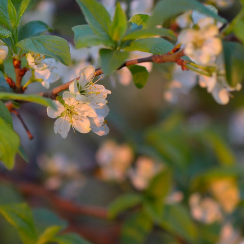 Santa Rosa Plum Tree