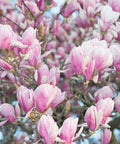 Saucer Magnolia Tree