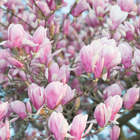 Saucer Magnolia Tree