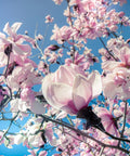 Saucer Magnolia Tree