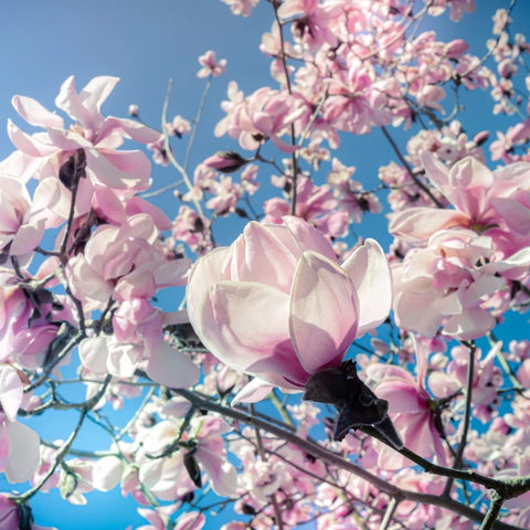 Saucer Magnolia Tree