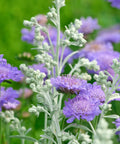 Scabiosa Butterfly Blue