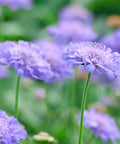 Scabiosa Butterfly Blue