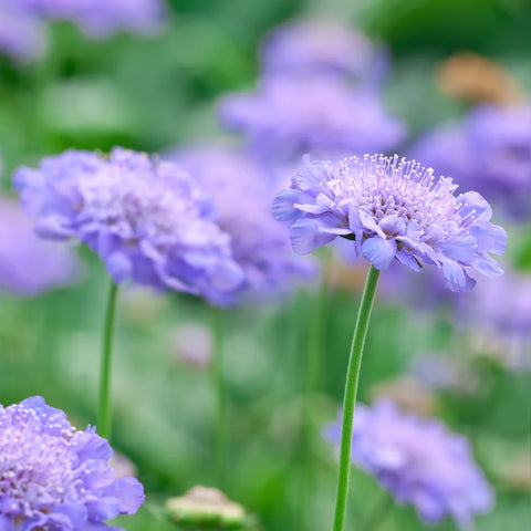 Scabiosa Butterfly Blue