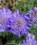 Scabiosa Butterfly Blue