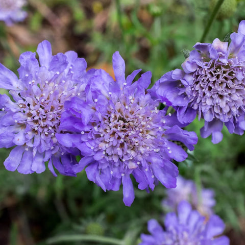 Scabiosa Butterfly Blue