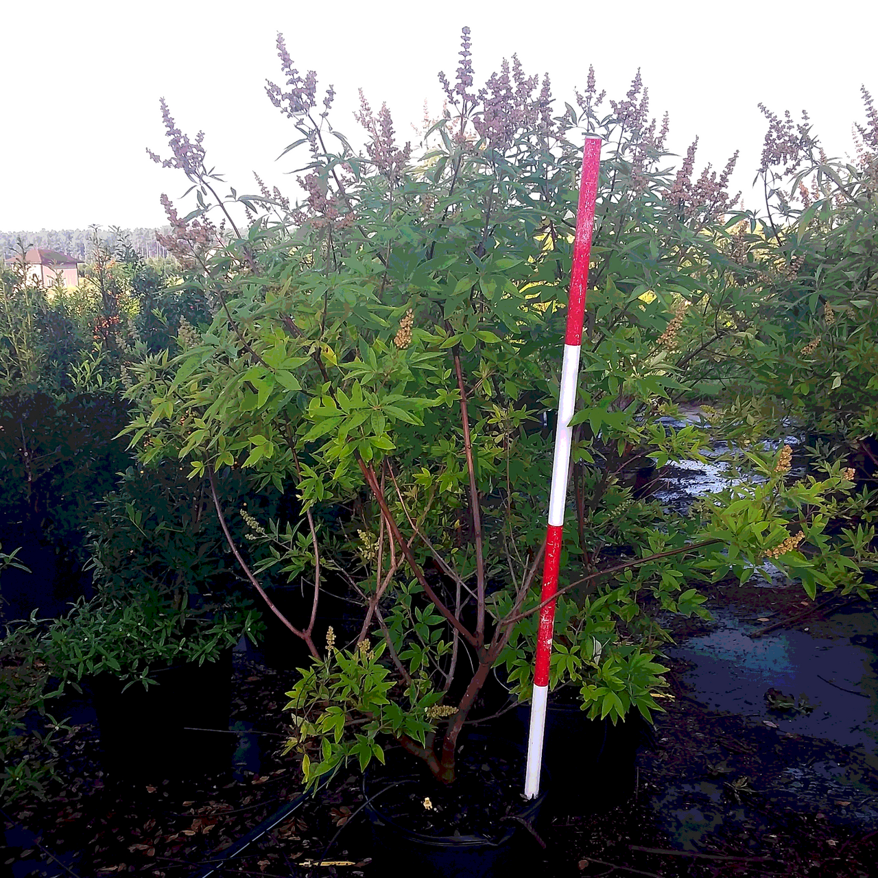Chaste Tree Red Vitex Chaste Tree for Sale: Drought Tolerant – Simply Trees