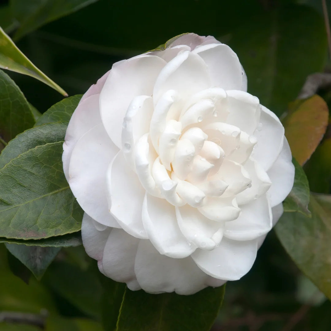 Sea Foam Camellia – Simply Trees