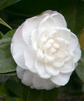 Sea Foam Camellia