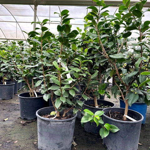 Sea Foam Camellia